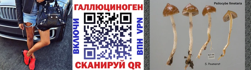 Псилоцибиновые грибы Psilocybe  Железногорск-Илимский 